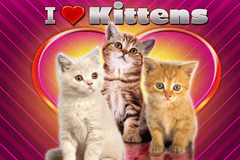 I Love Kittens