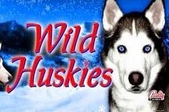 Wild Huskies